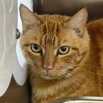 Brody -  Domestic Short Hair Cat for Adoption in Las Vegas, Nevada - Brody | PetCurious