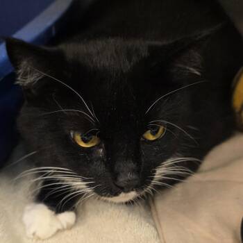 American Shorthair Cats Available for Adoption in Lake Panasoffkee, Florida - Dutchess | PetCurious
