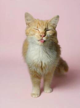 Rose 26/470 -  Domestic Long Hair Cat for Adoption in Talladega, Alabama - Rose 26/470 | PetCurious