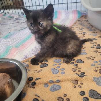 Jade -  Domestic Short Hair Cat Available for Adoption in Clarksdale, Mississippi - Jade | PetCurious