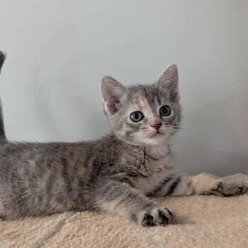 Baby Bel -  Domestic Short Hair Cat for Adoption in Plainfield, Illinois - Baby Bel | PetCurious