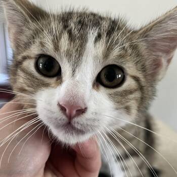 Ben -  Domestic Short Hair Cat for Adoption in Santa Ana, California - Ben | PetCurious
