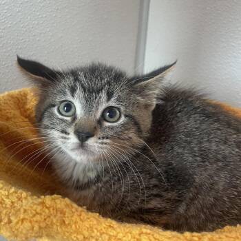 Domestic Short Hair Cats Available for Adoption in West Des Moines, Iowa - Astro | PetCurious