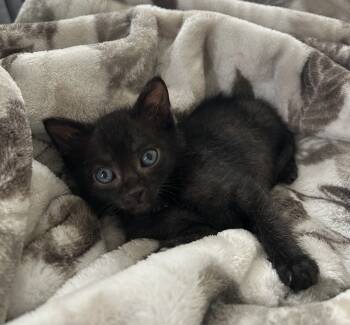 Rescue Domestic Short Hair Cats for Adoption in Bellevue, Nebraska - Jack (25) | PetCurious