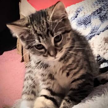 Alfonso -  Domestic Short Hair Cat for Adoption in Wilsonville, Oregon - Alfonso | PetCurious