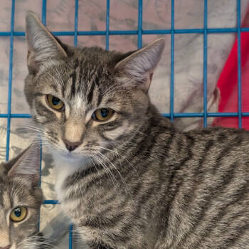 Rescue Domestic Short Hair Cats for Adoption in Pleasanton, California - Ashton | PetCurious