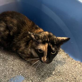 Meeka -  Domestic Short Hair Cat for Adoption in Sarasota, Florida - Meeka | PetCurious