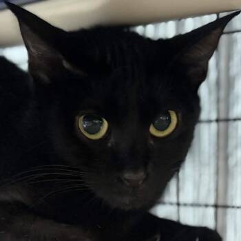 Bombay and Maine Coon Cats Available for Adoption in Clarksville, Arkansas - Marishka | PetCurious