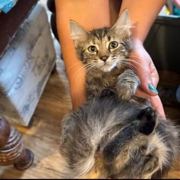 Pop Goes Purrfection -  Domestic Long Hair Cat for Adoption in Woodstock, Virginia - Pop Goes Purrfection | PetCurious