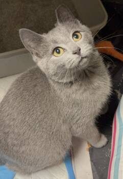 Rescue Domestic Short Hair Cats for Adoption in Austintown, Ohio - Nougat | PetCurious