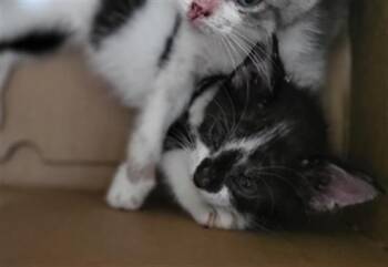 RUSSET -  Domestic Medium Hair Cat for Adoption in Dallas, Texas - RUSSET | PetCurious