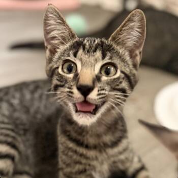 Drogo -  Domestic Short Hair Cat for Adoption in Sonora, California - Drogo | PetCurious