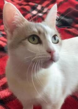 Marney -  Domestic Short Hair Cat for Adoption in Liverpool, Texas - Marney | PetCurious