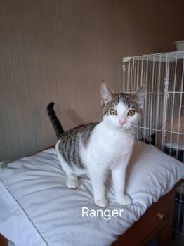 Rescue Domestic Short Hair Cats for Adoption in Mokena, Illinois - Ranger | PetCurious