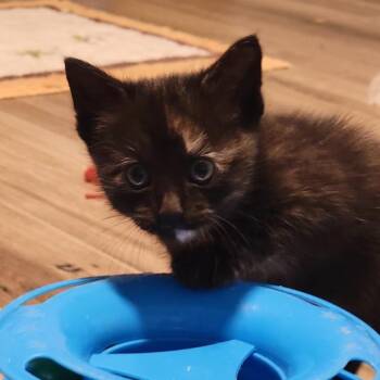 Adele -  Domestic Short Hair Cat Available for Adoption in Port Richey, Florida - Adele | PetCurious