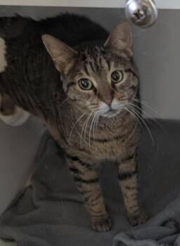 Tiger Cats Available for Adoption - Eden | PetCurious