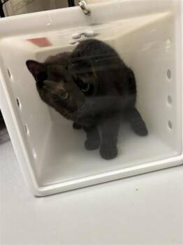 Kara -  Domestic Short Hair Cat for Adoption in Montreal, Quebec - Kara | PetCurious