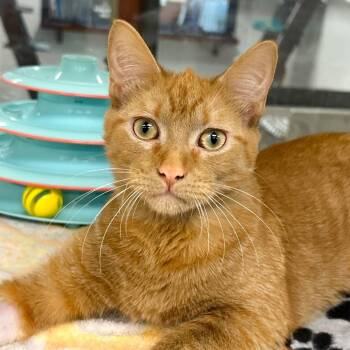 Victor -  Domestic Short Hair Cat for Adoption in West Palm Beach, Florida - Victor | PetCurious
