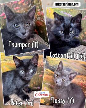 Russian Blue and Domestic Medium Hair Cats Available for Adoption in San Juan Capistrano, California - Peter Rabbit Kittens | PetCurious