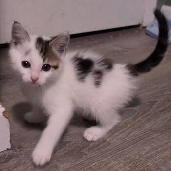 Ozzy -  Domestic Short Hair Cat for Adoption in Pendleton, Oregon - Ozzy | PetCurious