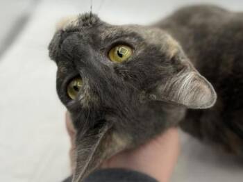 Domestic Short Hair Cats Available for Adoption in Portland, Oregon - Muffin | PetCurious
