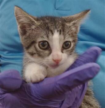 RABIOLI -  Domestic Short Hair Cat for Adoption in Doral, Florida - RABIOLI | PetCurious