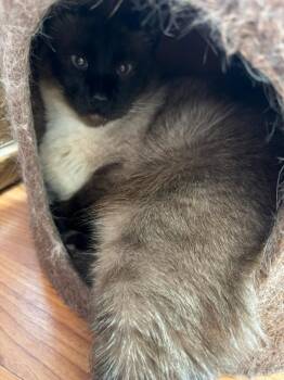 Domestic Short Hair Cats Available for Adoption - Ursula | PetCurious