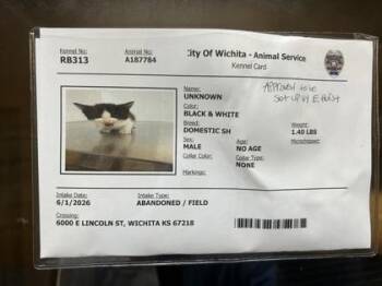 Sunday Gravy -  Domestic Short Hair Cat for Adoption in Wichita, Kansas - Sunday Gravy | PetCurious