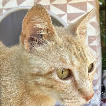 Roxie -  Domestic Short Hair Cat for Adoption in Oakland, California - Roxie | PetCurious