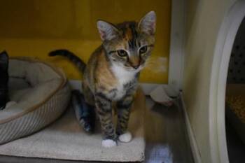 Millie -  Domestic Short Hair Cat for Adoption in Kansas City, Missouri - Millie | PetCurious