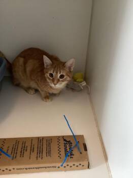 Domestic Short Hair Cats Available for Adoption - Tang | PetCurious