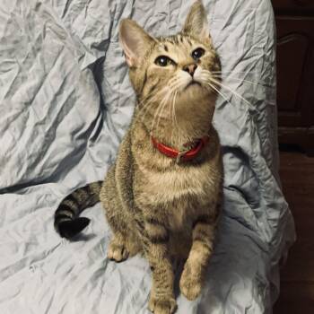 Sugar Baby -  Tabby Cat for Adoption in Columbia, South Carolina - Sugar Baby | PetCurious
