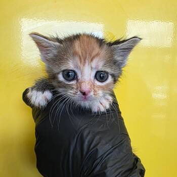 Domestic Short Hair Cats Available for Adoption in Abilene, Texas - Chaton | PetCurious