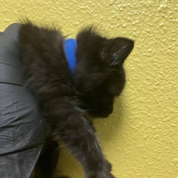 Gulliver -  Domestic Short Hair Cat for Adoption in Keizer, Oregon - Gulliver | PetCurious