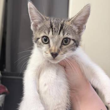 Domestic Short Hair Cats Available for Adoption in Chandler, Arizona - Chili | PetCurious