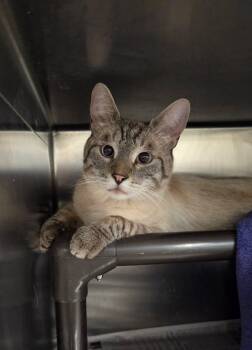Brotato -  Domestic Short Hair Cat for Adoption in Fruit Heights, Utah - Brotato | PetCurious