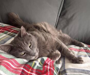 Domestic Long Hair Cats Available for Adoption - Crown Meowal | PetCurious