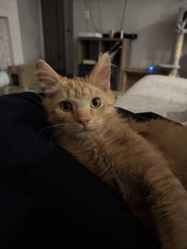 Domestic Medium Hair Cats Available for Adoption in Davis, California - Bing Bong | PetCurious