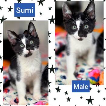 Sumi -  Domestic Short Hair Cat for Adoption in Beaverton, Oregon - Sumi | PetCurious
