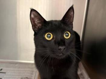Curly -  Domestic Short Hair Cat for Adoption in North Richland Hills, Texas - Curly | PetCurious