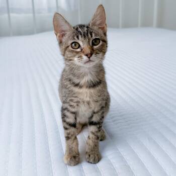 Tabby Cats Available for Adoption - Butterscotch | PetCurious