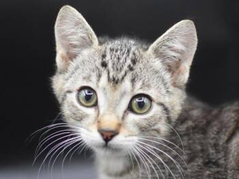 Colorado -  Domestic Short Hair Cat for Adoption in Portland, Oregon - Colorado | PetCurious