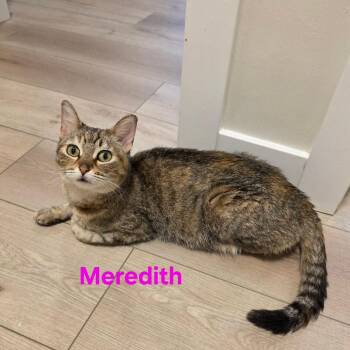 Meredith -  Domestic Short Hair Cat for Adoption in Victoria, British Columbia - Meredith | PetCurious