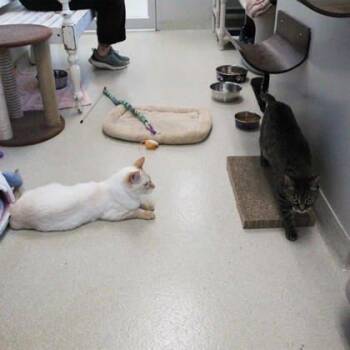 Bella -  Domestic Short Hair Cat for Adoption in Atlanta, Georgia - Bella | PetCurious