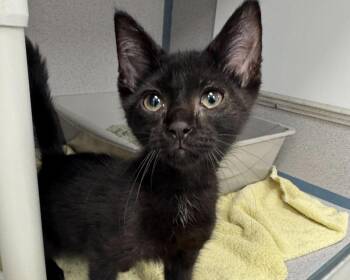 Sabo -  Domestic Short Hair Cat for Adoption in Raleigh, North Carolina - Sabo | PetCurious
