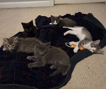 Domestic Short Hair Cats Available for Adoption in Salisbury, North Carolina - Flynn | PetCurious