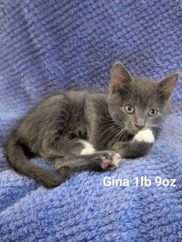 Rescue Domestic Short Hair Cats for Adoption in St. George, Utah - Gina | PetCurious