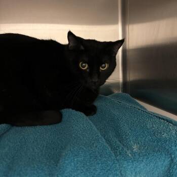 Domestic Short Hair Cats Available for Adoption - Missy | PetCurious