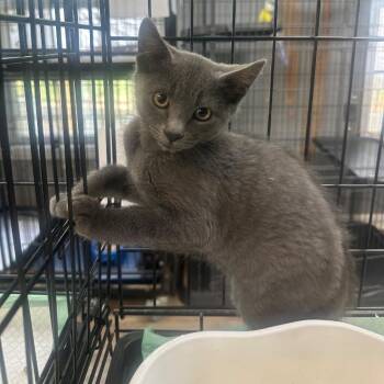 Tony -  Domestic Short Hair Cat for Adoption in Winnsboro, South Carolina - Tony | PetCurious