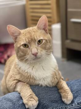 Cole Escola as Mary Todd Lincoln -  Domestic Short Hair Cat for Adoption in New York, New York - Cole Escola As Mary Todd Lincoln | PetCurious